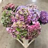 HORTENSIA SNITT M.LILA RODE CLASSIC URVAL